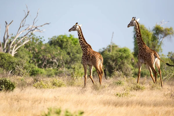 Giraffe Standing Bush Trees Savannah Kenya — Stock Photo, Image