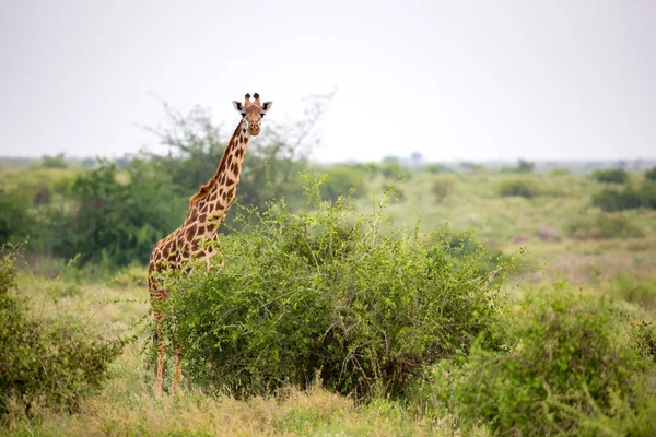 Zsiráf Áll Bokor Fák Között Kenya Szavannájában — Stock Fotó