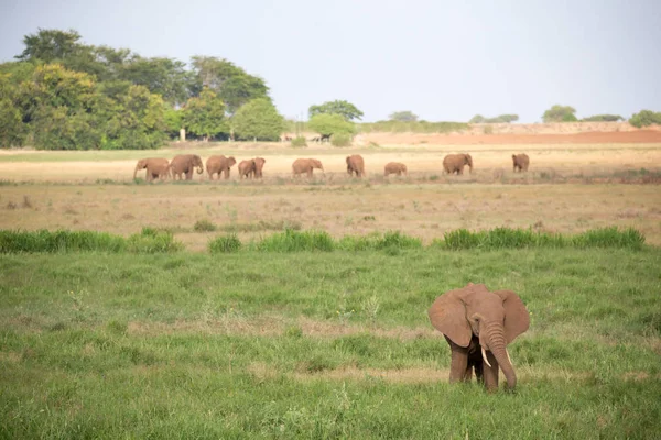 Filler Çok Savannah Kenya Otlak Olarak Yürüme — Stok fotoğraf