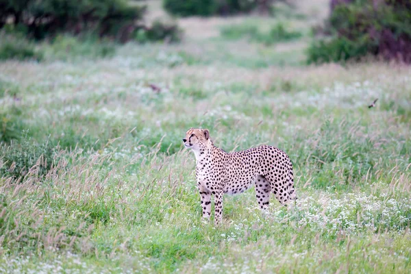 Guépard Dans Les Prairies Savane Kenya — Photo