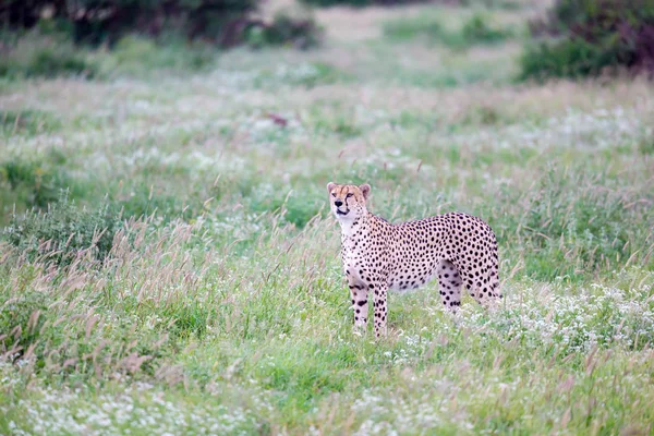 Guépard Dans Les Prairies Savane Kenya — Photo