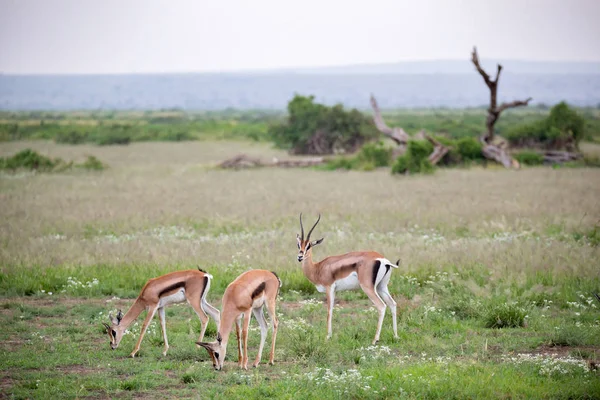 Die Thomsons Gazelle Grasland Kenias Mit Vielen Pflanzen — Stockfoto