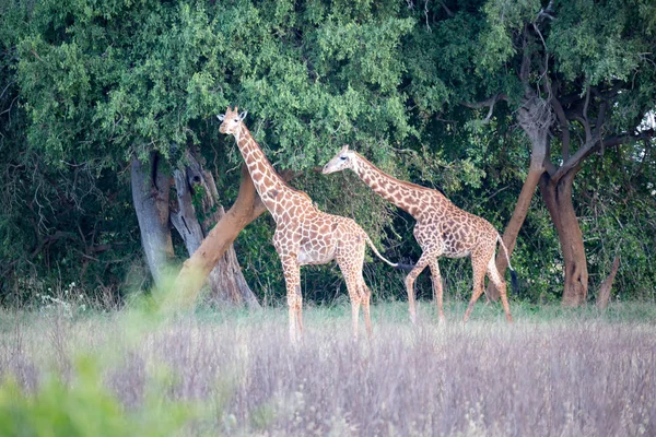 Giraffe Standing Bush Trees Savannah Kenya — Stock Photo, Image