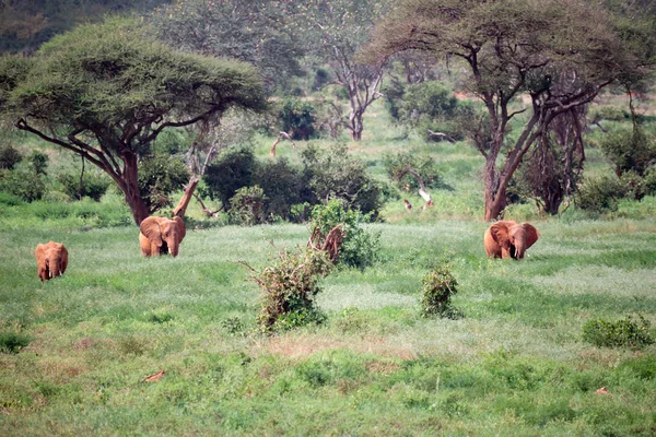 象の多くはケニアのサバンナの草地を歩いています — ストック写真