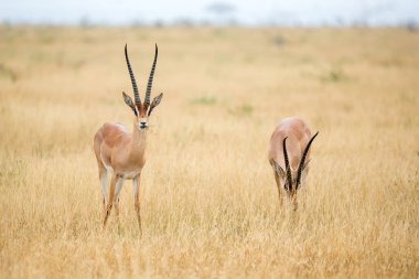 Kenya savannah otlak bir antilop
