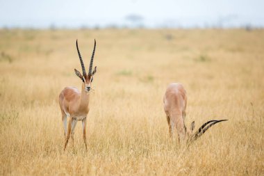 Kenya savannah otlak bir antilop