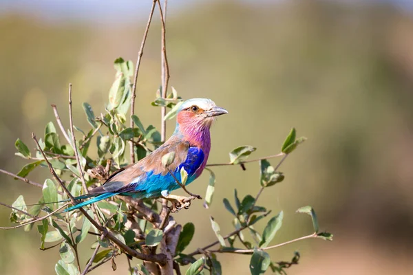 Colorfull fågel sittin på trädet i savannen i Kenya — Stockfoto