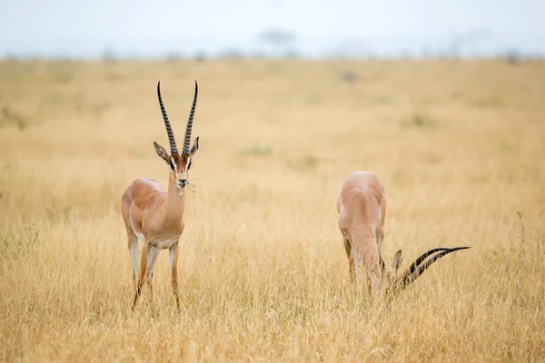Антилопы на лугу саванны Кении — стоковое фото