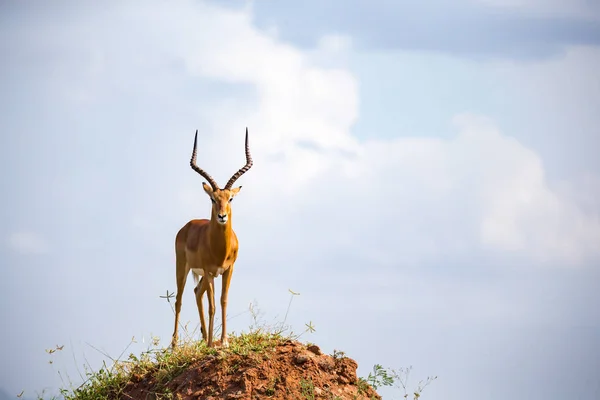Одна красивая антилопа стоит на холме — стоковое фото