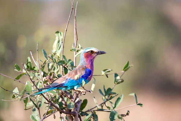 Colorfull fågel sittin på trädet i savannen i Kenya — Stockfoto