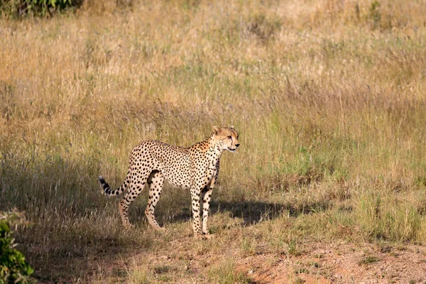 Gepard im Grasland der Savanne in Kenia — Stockfoto