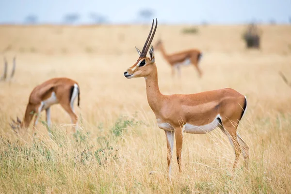 Une antilope dans la prairie de la savane du Kenya — Photo