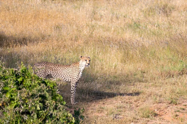 Cheetah in het grasland van de savanne in Kenia — Stockfoto