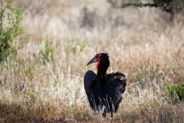 Pájaro negro grande con una cara roja en la hierba —  Fotos de Stock