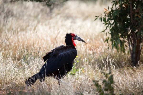 Pájaro negro grande con una cara roja en la hierba —  Fotos de Stock