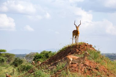 One beautiful antelope is standing on a hill  clipart