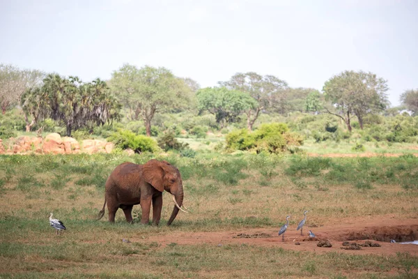 一头红象正在肯尼亚大草原上行走 — 图库照片