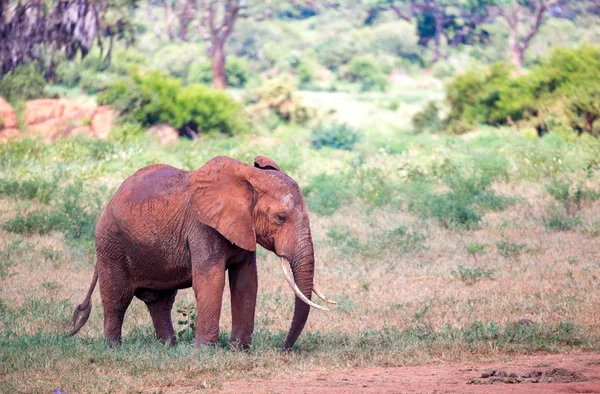 Bir kırmızı fil Kenya savannah içinde yürüyor — Stok fotoğraf