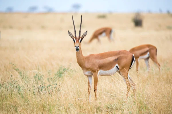 Antylopy w Łąki Savannah Kenii — Zdjęcie stockowe