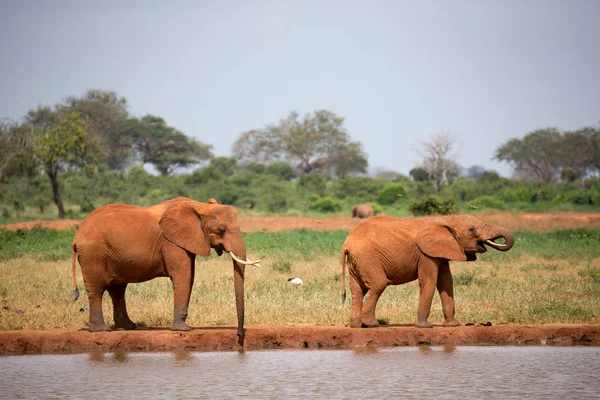 Rodzina słoni pijących wodę z wodopoju — Zdjęcie stockowe