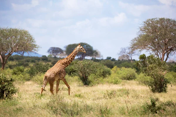A zsiráf gyalogos között a bokor, a táj, a Száva — Stock Fotó