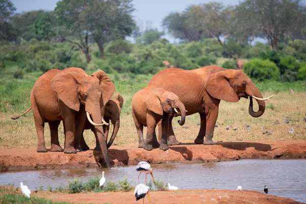 Οικογένεια ελεφάντων πόσιμο νερό από το νερόλακκο — Φωτογραφία Αρχείου