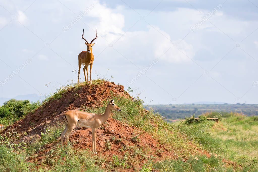 One beautiful antelope is standing on a hill 