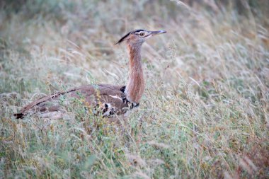 Yeşil Bush yerel Kenya kuşlar