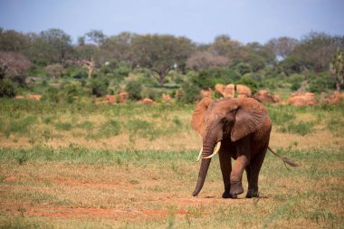 One red elephant is walking in the savannah of Kenya clipart