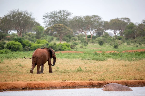 一只年轻的红象在草原上奔跑和玩耍。 — 图库照片
