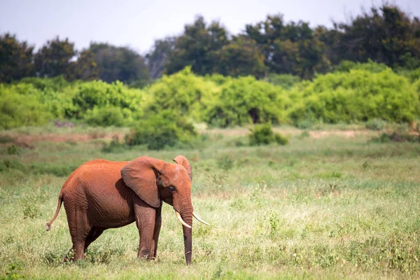 赤い象が草原に立っています。 — ストック写真