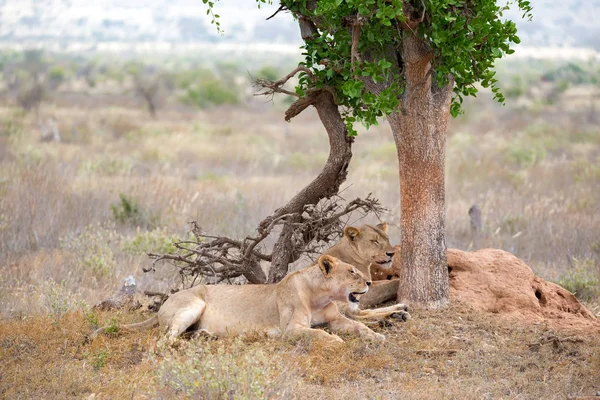 Dos leones descansan a la sombra de un árbol —  Fotos de Stock