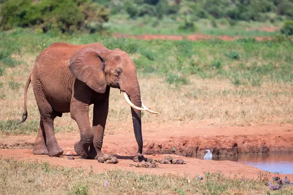 Ένα waterhole στη Σαβάνα με κάποια κόκκινα ελέφαντες — Φωτογραφία Αρχείου