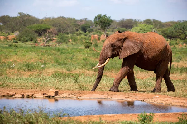 Ένας ελέφαντας σχετικά με το waterhole στη Σαβάνα της Κένυας — Φωτογραφία Αρχείου