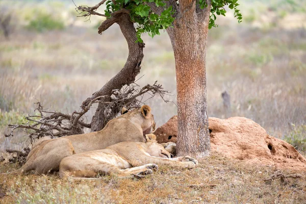 Dos leones descansan a la sombra de un árbol — Foto de Stock