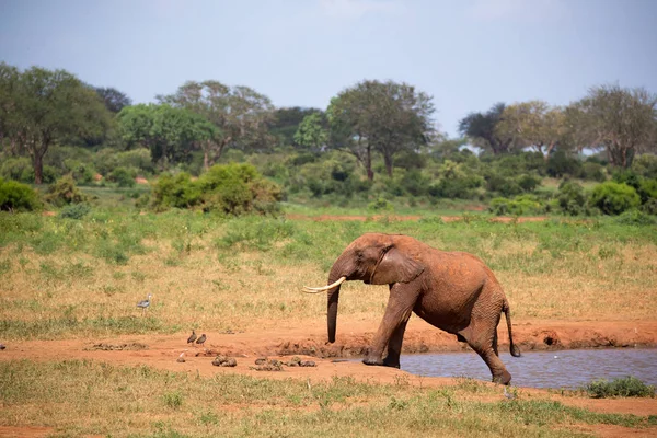 Su birikintisinin Kenya Savannah bir fil — Stok fotoğraf