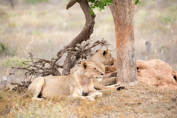 2 頭のライオンは木の日陰で休む — ストック写真