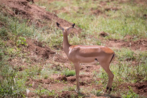 Um antílope no prado da savana — Fotografia de Stock