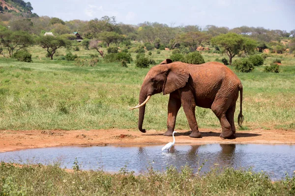 An elephant on the waterhole in the savannah of Kenya — Stock Photo, Image