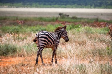 Zebralar Kenya savannah çim manzara