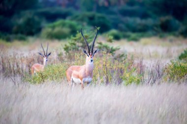 Kenya savannah grasland yerli antilop