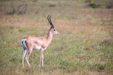 Kenya savannah grasland yerli antilop