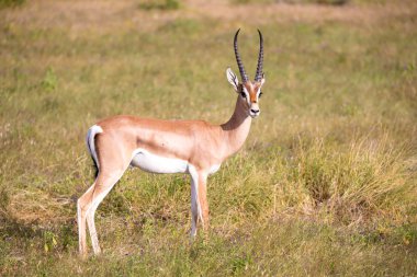 Kenya savannah grasland yerli antilop