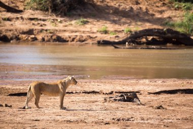 Bir Nehri boyunca aslanlar yürüyüş