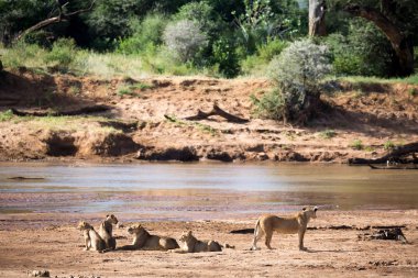 Aslanlar dinlenme bir nehir kıyısında