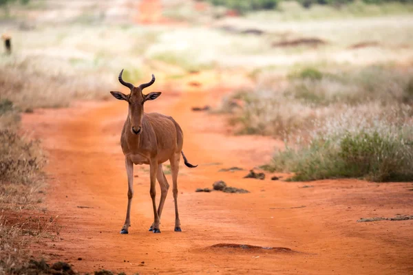 Um antílope no prado da savana no Quênia — Fotografia de Stock