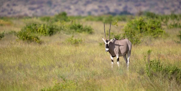 Antilopes indigènes dans la prairie de la savane kenyane — Photo