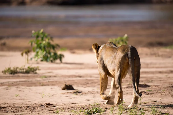 Los leones caminan por la orilla de un río —  Fotos de Stock