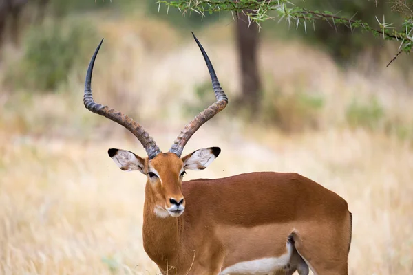 แอนติโลปพื้นเมืองในจอกศักดิ์สิทธิ์ของ Kenyan Savannah — ภาพถ่ายสต็อก