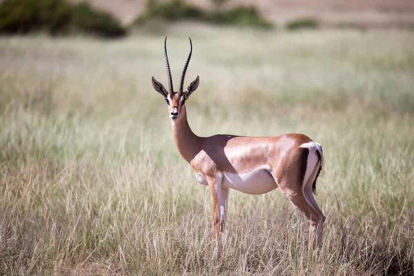 Antílopes nativos nas gaiolas da savana queniana — Fotografia de Stock